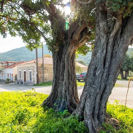 Διαμέρισμα Liotrivi House *